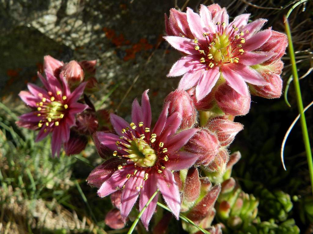 Sempervivum arachnoideum L. ?